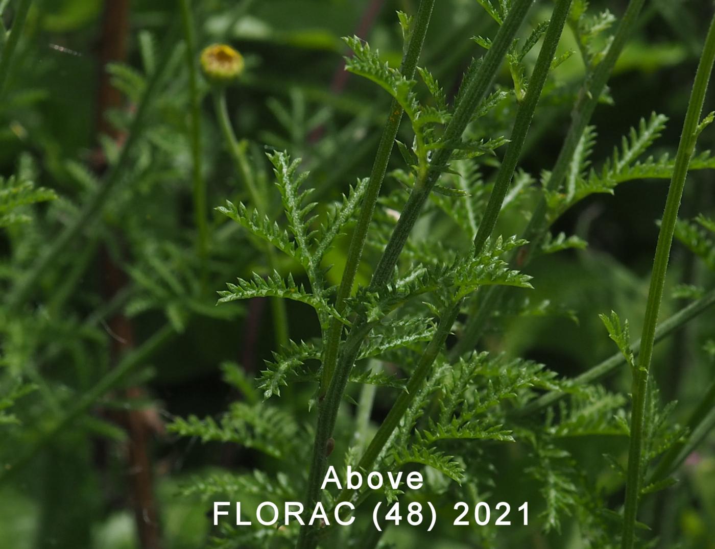 Chamomile, Golden leaf